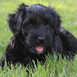 Portuguese Water Dog Puppies from NORTH SHORE PWD's