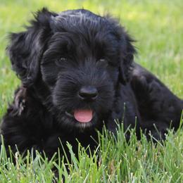Portuguese Water Dog Puppies from NORTH SHORE PWD's