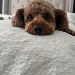 Cavapoo Puppies from Campbell's Cavapoos