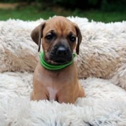 Rhodesian Ridgeback Puppies from Lyonnese Rhodesian Ridgebacks