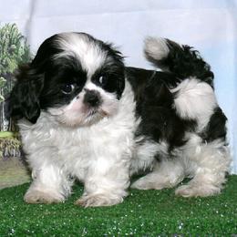 Boy 1 - male Shih Tzu puppy in Wild Rose, Wisconsin from Sorenson's Shih-tzus