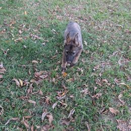 Odom's Recht auf Prahlerei (Brag) - Sable male German Shepherd puppy in Springtown, Texas from Odom's German Shepherds