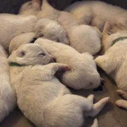 Samoyed Puppies from Morning Star Samoyeds