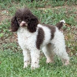 Maggie - Poodle