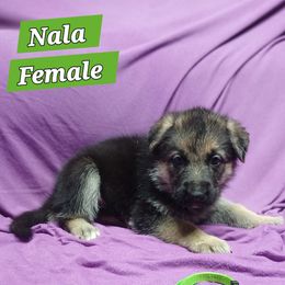 Nala (Green) - Black and silver female German Shepherd puppy in Bedias, Texas from TiPi S Ranch's German Shepherds