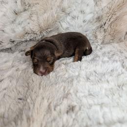 Apollo - Red tri male Miniature Australian Shepherd puppy in Bend, Oregon from Wonderland Aussies