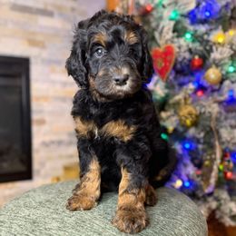 Dumbledore - Phantom male Bernedoodle puppy in Midland, Michigan from Northern Charm Farm