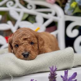 Lucky - Apricot male Cavapoo puppy in Arlington, Texas from Van Haselen Poodles and Doodles