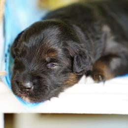 Cheyenne - Black tri female Miniature Australian Shepherd puppy in Chesapeake, Virginia from Beaver Dam Mini Aussies