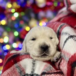 Pick 4 - Light golden male Golden Retriever puppy in Deer Lodge, Tennessee from SelahGold
