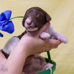 Jolly Roger - Parti Poodle puppy in Eugene, Oregon from Valaurah Farms