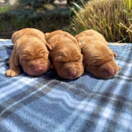 Girl 3 - Dark golden female Golden Retriever puppy in Utah from Deseret Peak Goldens