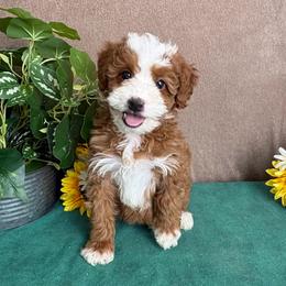 Latte - Red female Bernedoodle puppy in Seymour, Missouri from D and D’s Dandy Doodles
