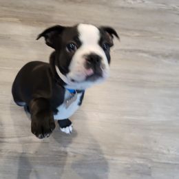 Boston Terrier Puppies from Harvey's Baby Bostons