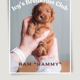 Hammy - Red  male Goldendoodle puppy in New Lenox, Illinois from New Doods On The Block