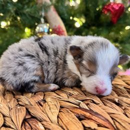 Lexi - Blue merle female Miniature American Shepherd puppy in Springfield, Missouri from 3 Barrels Farms, LLC