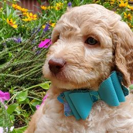 Aussiedoodles, Bernedoodles, and Goldendoodles from Mikkiana's Doodles