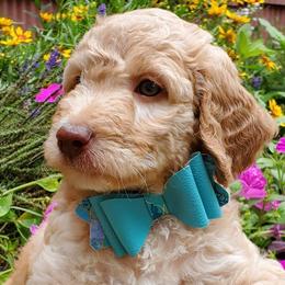 Aussiedoodles, Bernedoodles, and Goldendoodles from Mikkiana's Doodles