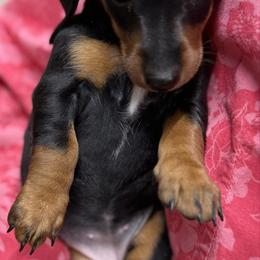 Girl 2 - Black and tan female Dachshund puppy in Xenia, Ohio from Kuhbander Stable Llc