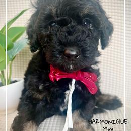 HARMONIQUE - Phantom female Bernedoodle puppy in Houston, Texas from Pia’s Doodle Poodle Wag
