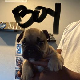 Bruce - Fawn male French Bulldog puppy in Whittier, California from West Coast Bullies & Frenchies