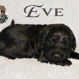 EVE - Black female Australian Labradoodle puppy in Austin, Texas from AussieTex Labradoodles