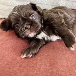 Shih Tzu and Yorkshire Terrier Puppies from Tiny Puppies World