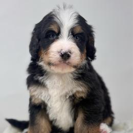 Riff - Tri-color male Bernedoodle puppy in Fleming, Colorado from Vandenbark Doodles