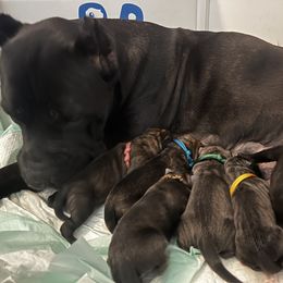 Yellow collar - Gray female Cane Corso puppy in Lakeland, Florida from Valyrian Cane Corsos