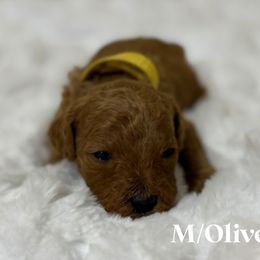 Oliver - Red  male Goldendoodle puppy in Graham, North Carolina from Geise Meadow Doodles