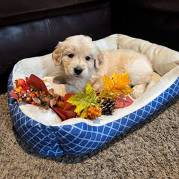 Dark Blue - Light golden female Golden Retriever puppy in Lebec, California from Socalretrievers