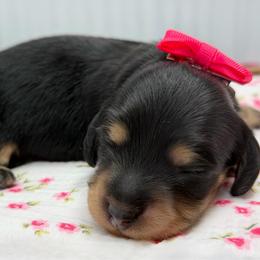 Promise - Black and tan female Dachshund puppy in Murfreesboro, Tennessee from Kimbrie's Dream Cream Doxies
