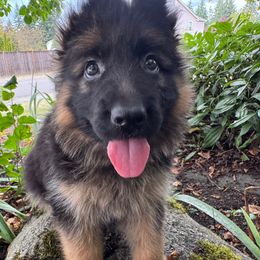 Scarlet - Black and red female German Shepherd puppy in Graham, Washington from Wildeflecken Shepherds
