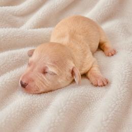 Pastel - Cream female Dachshund puppy in Augusta, Georgia from Cherokee Hill Dachshunds