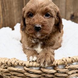 Blue - Red male Australian Labradoodle puppy in Auburn, Washington from West Valley Labradoodles