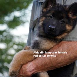 Red collar - Black and red female German Shepherd puppy in Chrisney, Indiana from Indiana German Shepherds