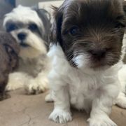 Mal-Shi Puppies from Kelli Hickman