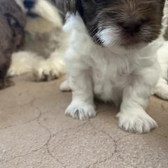 Mal-Shi Puppies from Kelli Hickman