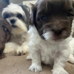 Mal-Shi Puppies from Kelli Hickman
