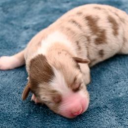 Feyre - Red merle female Miniature American Shepherd puppy in Damascus, Oregon from Rebel Soul Minis