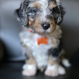 Bernedoodle Puppies from Gaston’s Posh Poodles and Doodles