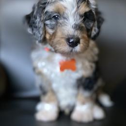 Bernedoodle Puppies from Gaston’s Posh Poodles and Doodles