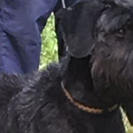Jess - Giant Schnauzer