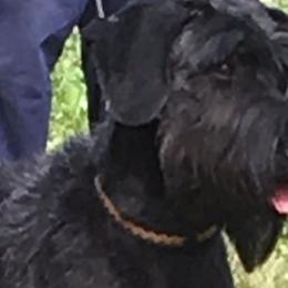 Jess - Giant Schnauzer