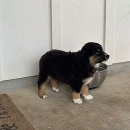 Brownie - Black tri male Miniature Australian Shepherd puppy in Burnet, Texas from Bluebonnet Mini Aussies