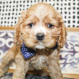 Cooper - Red male Cocker Spaniel puppy in Rattan, Oklahoma from Double M Cocker Spaniels