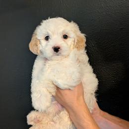 Nells - male Cavapoochon puppy in Poetry, Texas from Darling Doodles of Texas
