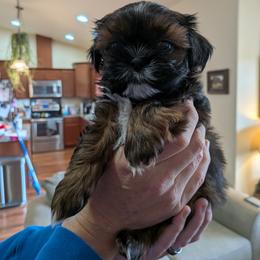 Midnight - Chocolate male Shih Tzu puppy in Elma, Washington from Jenny's Shih Tzus