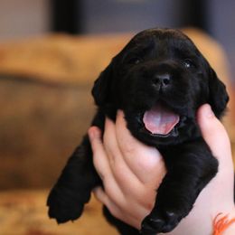 Labrador Retriever Puppies from Atlas Labradors