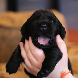 Labrador Retriever Puppies from Atlas Labradors